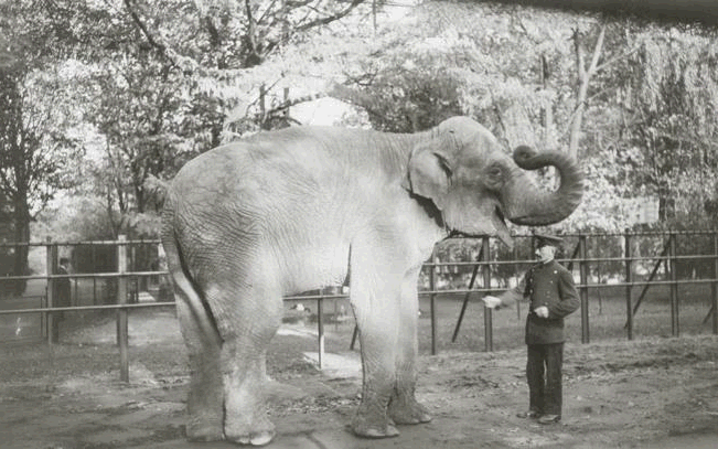 Ein Elefant im Düsseldorfer Zoopark