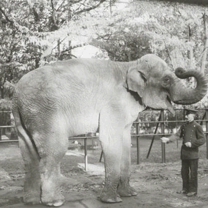 Ein Elefant im Düsseldorfer Zoopark