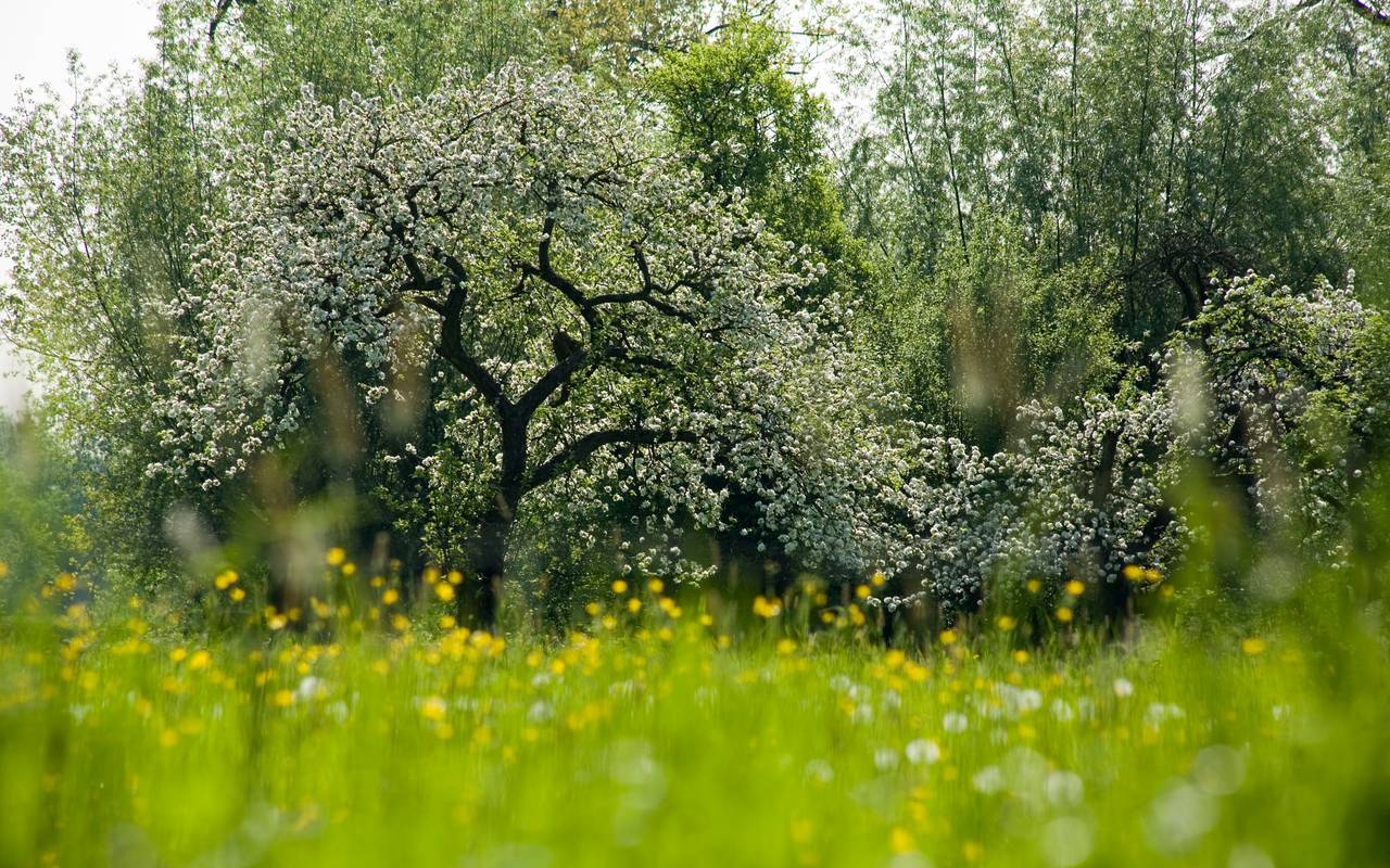 Obstbäume in den Urdenbacher Kämpen.