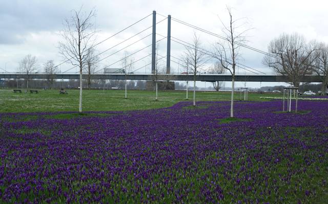 Das Blaue Band im Rheinpark. Millionen Krokusse blühen.