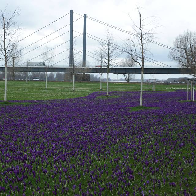 Das Blaue Band im Rheinpark. Millionen Krokusse blühen.