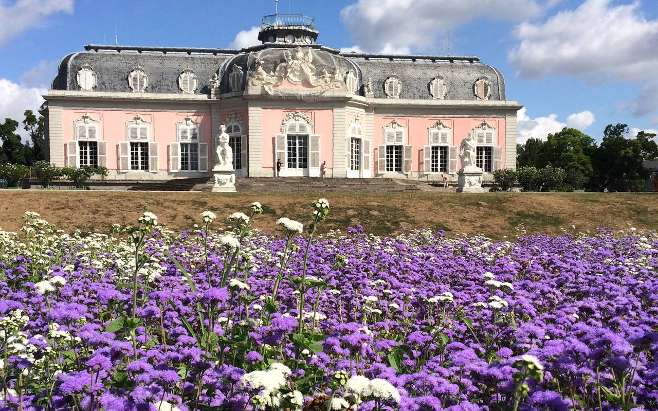 Lila Blumen. Im Hintergrund ist Schloss Benrath zu erkennen.