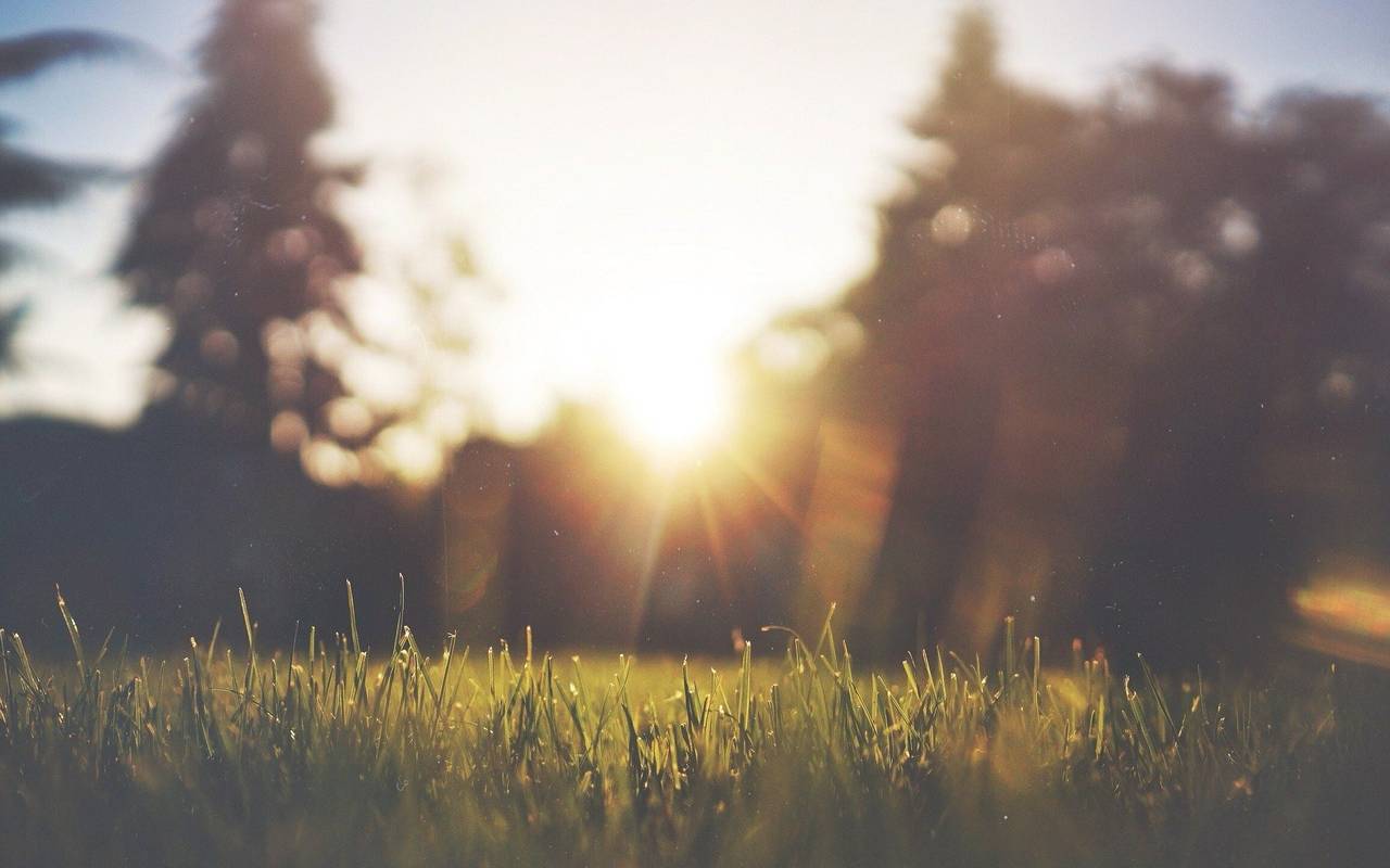 Grüner Rasen. Im Hintergrund eine milchige Sonne.