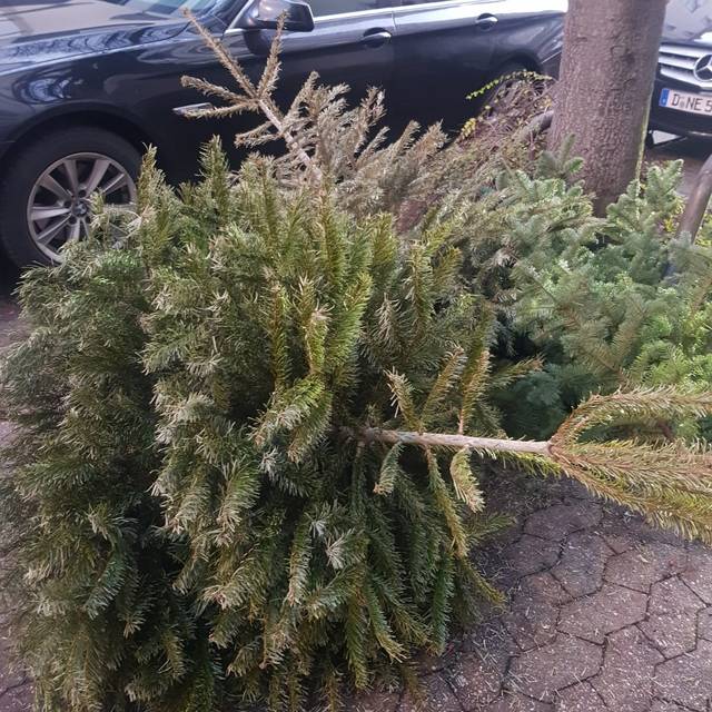 Ein am Straßenrand entsorgter Tannenbaum.