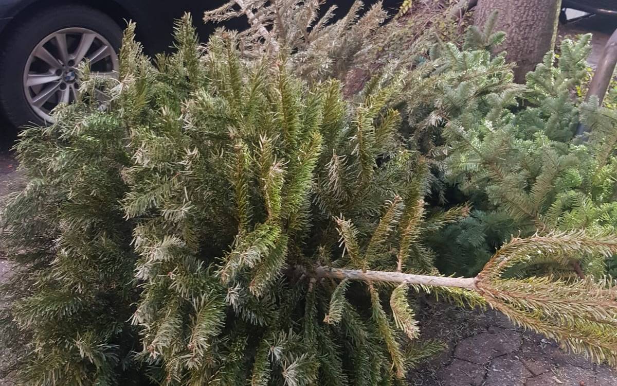 Ein am Straßenrand entsorgter Tannenbaum.