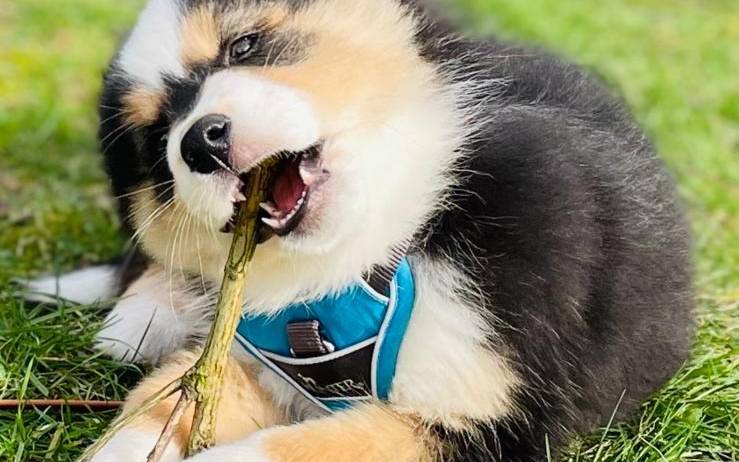 Zu sehen ist ein Hundewelpe, der auf einem Stock herumbeißt. Er liegt auf einer grünen Wiese.