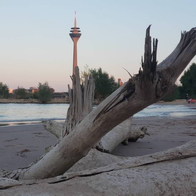 Der Paradiesstrand am Rhein. Im Hintergrund reckt sich der Rheinturm in die Höhe.