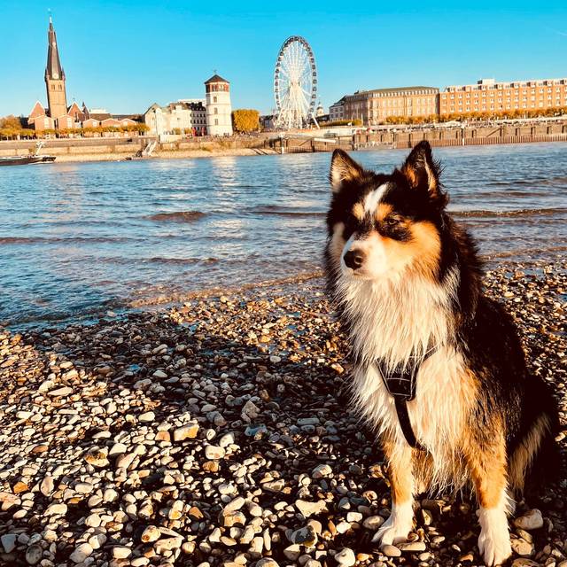 Ein Hund sitzt am linken Rheinufer auf Steinen. Im Hintergrund die Skyline von Düsseldorf.