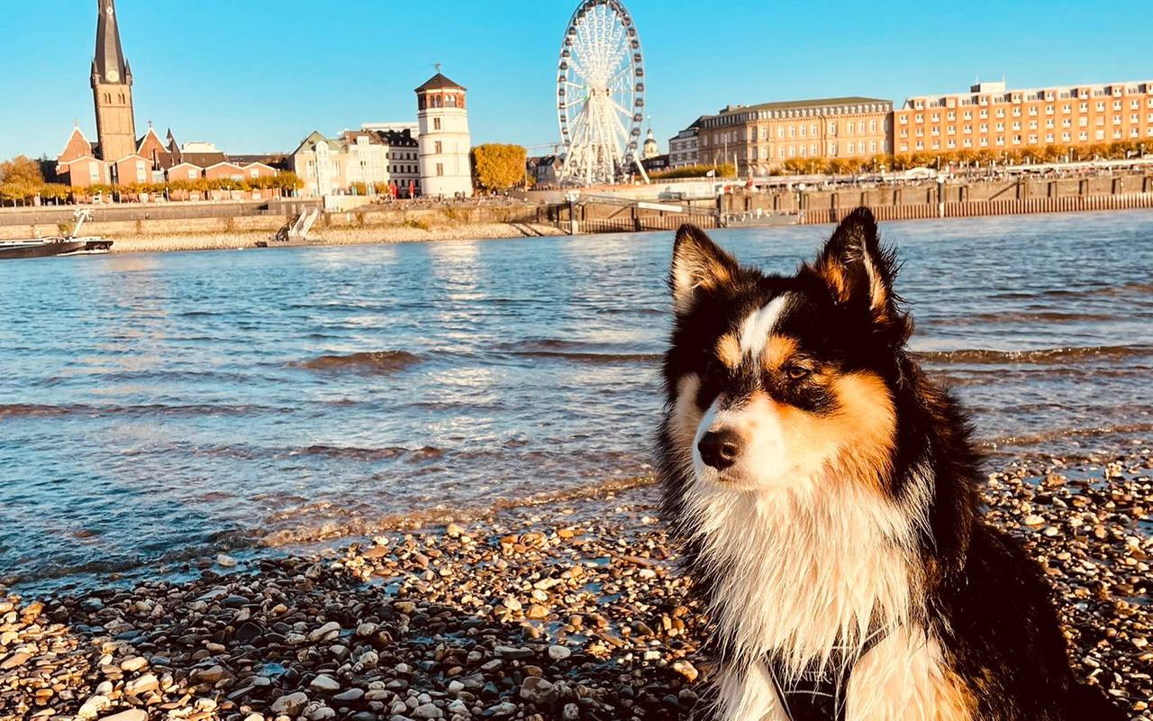 Ein Hund sitzt am linken Rheinufer auf Steinen. Im Hintergrund die Skyline von Düsseldorf.