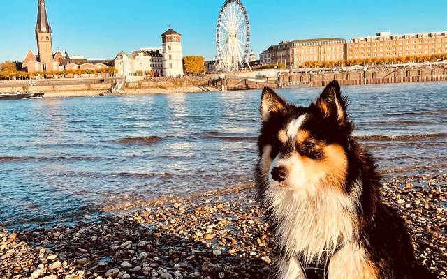 Ein Hund sitzt am linken Rheinufer auf Steinen. Im Hintergrund die Skyline von Düsseldorf.