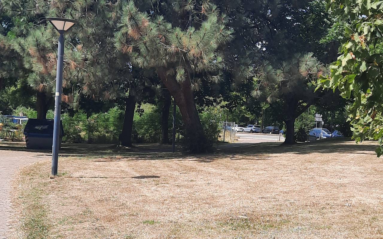 Trockenheit. Ein trockener Boden in einem Park. Im Hintergrund ist ein Nadelbaum zu sehen.