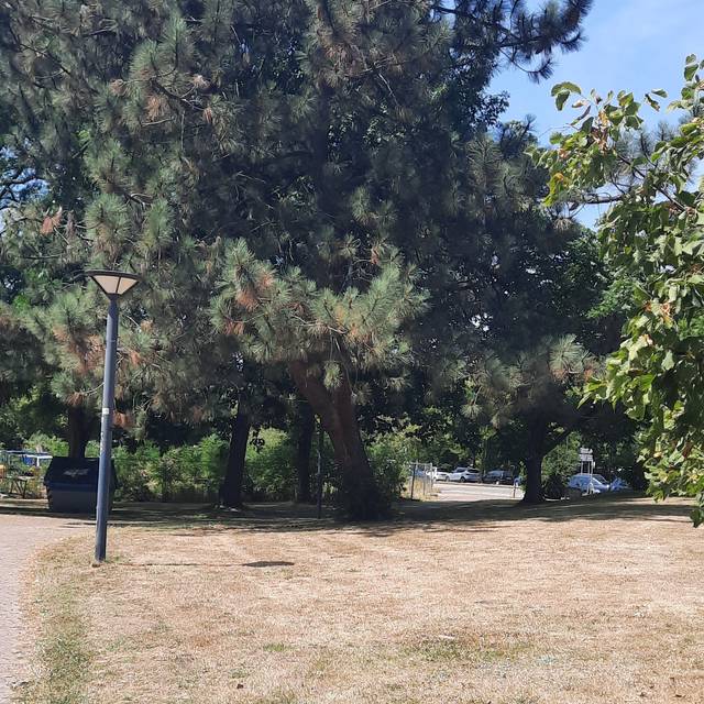 Trockenheit. Ein trockener Boden in einem Park. Im Hintergrund ist ein Nadelbaum zu sehen.
