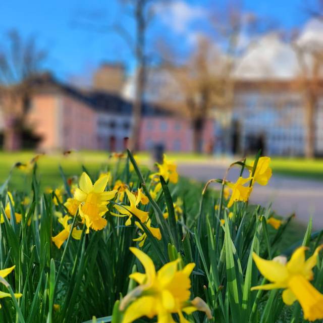 Detailaufnahme von Frühlingsboten. Blumen mit Gelben Blüten blühen.