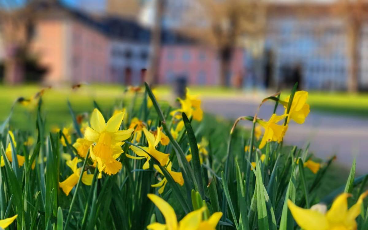 Detailaufnahme von Frühlingsboten. Blumen mit Gelben Blüten blühen.