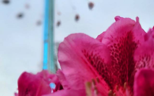 Ein 40 Meter hoher Kettenflieger auf der Osterkirmes auf dem Staufenplatz.