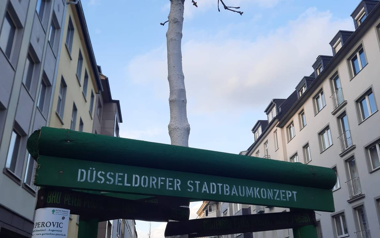 Ein neugeplanzter Baum. Eine Umrandung zeigt die Aufschrift "Düsseldorfer Stadtbaumkonzept"