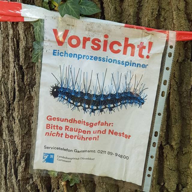 Ein Warnschild mit der Eichenprozessionsspinnerraupe auf einem Baum.