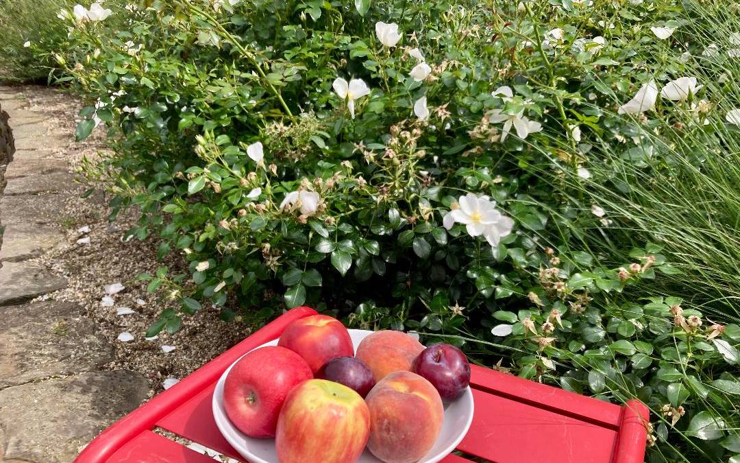 Zu sehen ist ein Obstteller mit einem Apfel und einem Pfirsich.