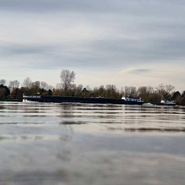 Der Blick auf die Oberfläche des Rheins bei Hochwasser. Im Hintergrund fährt ein langes Schiff.