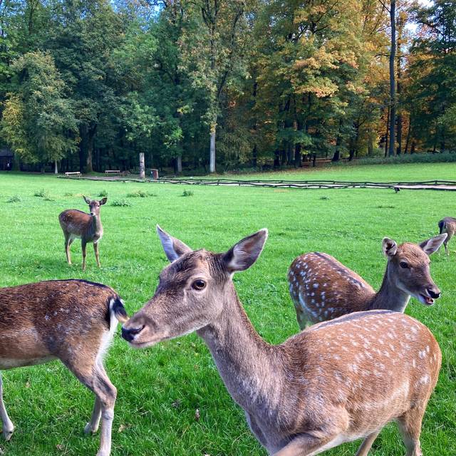 Rehe im Wildpark in Grafenberg.