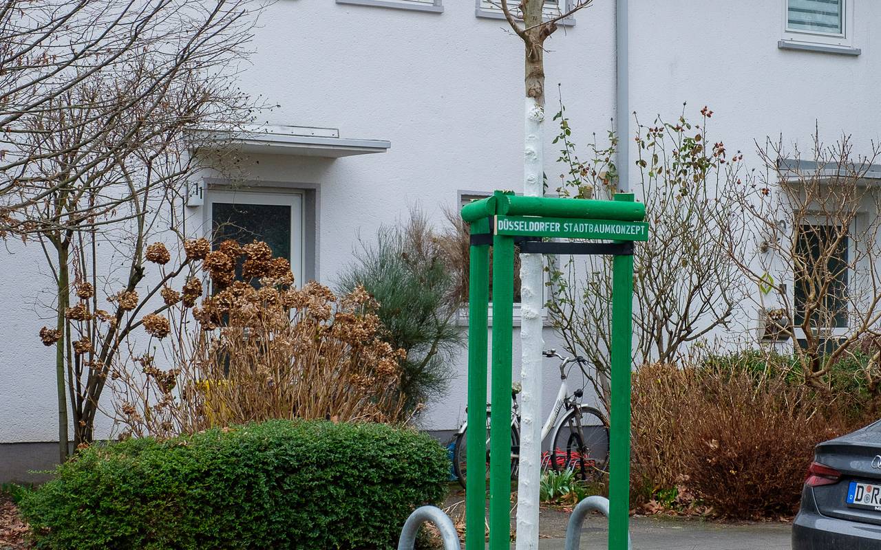 Ein neu gepflanzter Baum. Er steht auf einer Nebenstraße. Er ist von einer grünen Begrenzung umgeben.