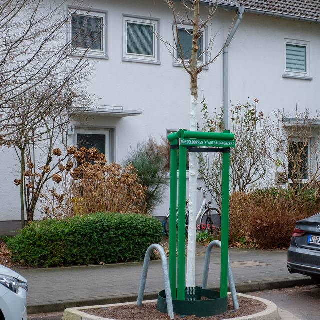 Ein neu gepflanzter Baum. Er steht auf einer Nebenstraße. Er ist von einer grünen Begrenzung umgeben.