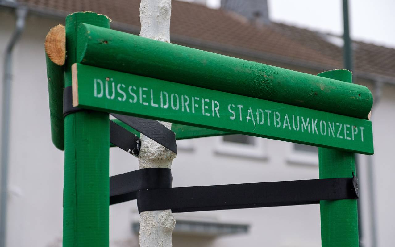 Neue Bäume für Düsseldorf. Ein grüner Hinweis auf das Stadtbaumkonzept an einem neu gepflanzten Baum.