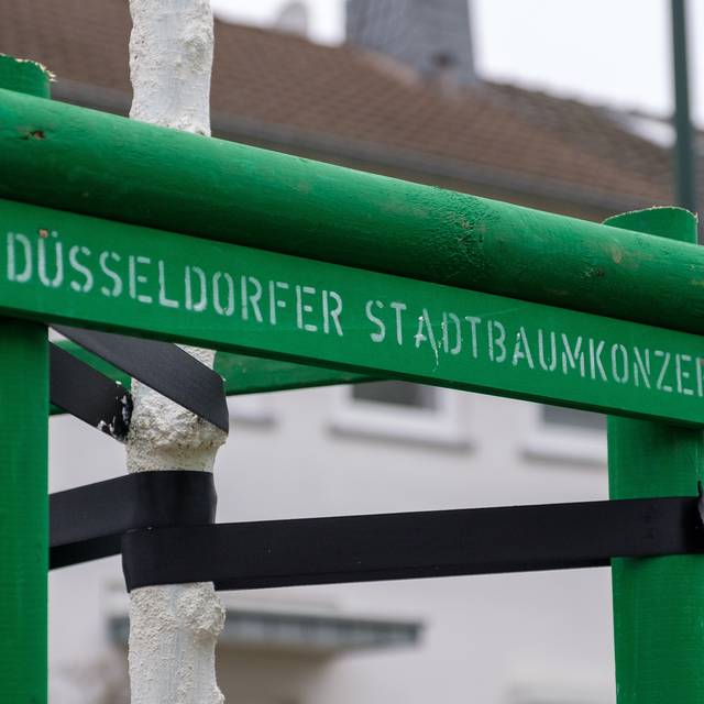 Neue Bäume für Düsseldorf. Ein grüner Hinweis auf das Stadtbaumkonzept an einem neu gepflanzten Baum.