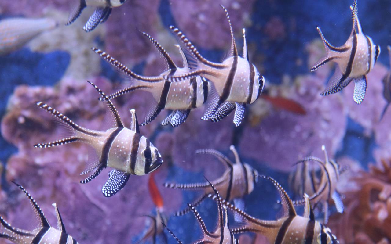 Fische in einem Aquarium im Düsseldorfer Aquazoo.
