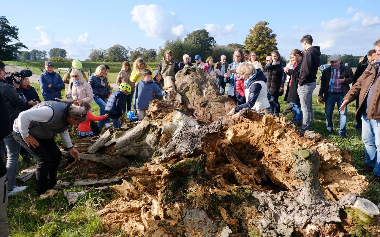 Die marode Kastanie im Himmelgeister Rheinbogen wird abgetragen. Viele Menschen nehmen Abschied von diesem Baum.