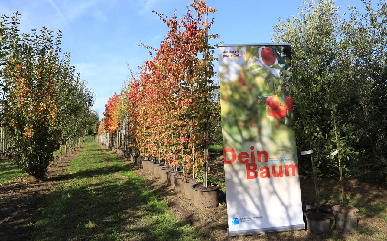 Ein Blick auf eine Baumschule der Stadt Düsseldorf. Dazu ein Banner der Aktion "Dein Baum".