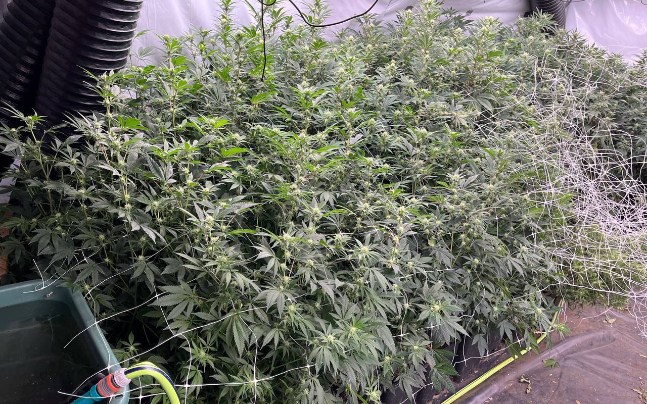 Hanfpflanzen, die von der Polizei sichergestellt wurden.