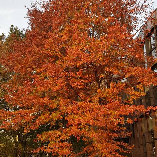 Ein rötlich leuchtender und herbstlicher Baum.