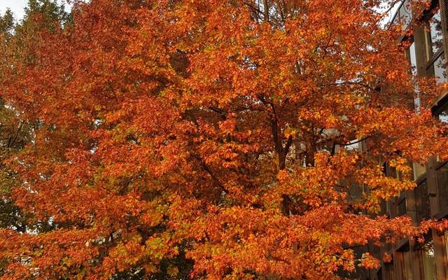 Ein rötlich leuchtender und herbstlicher Baum.