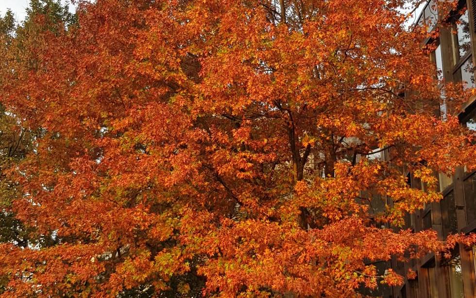 Ein rötlich leuchtender und herbstlicher Baum.