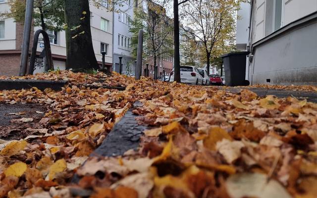 Laub liegt auf dem Boden, daneben ein Baum. Im Hintergrund steht ein Auto.