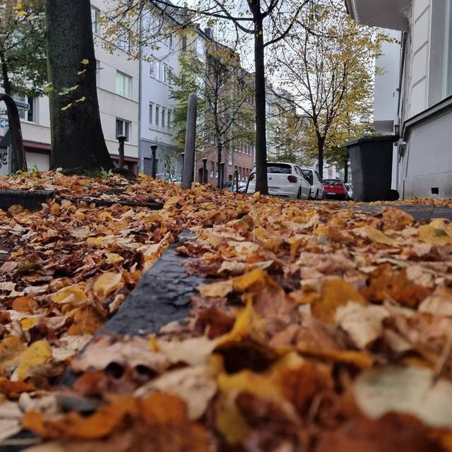 Laub liegt auf dem Boden, daneben ein Baum. Im Hintergrund steht ein Auto.