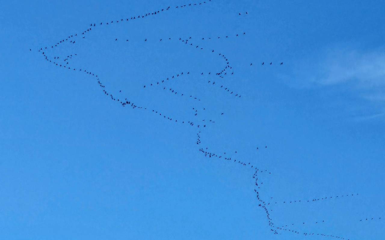 Kraniche fliegen in einer breiten Formation über Düsseldorf. Der Himmel ist blau.