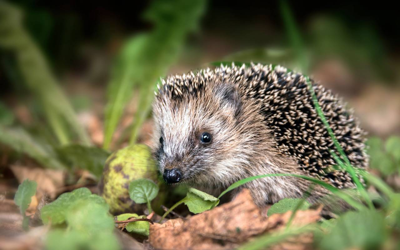 Ein Igel in der Natur. Er blickt in die Kamera.