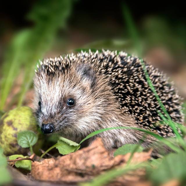 Ein Igel in der Natur. Er blickt in die Kamera.