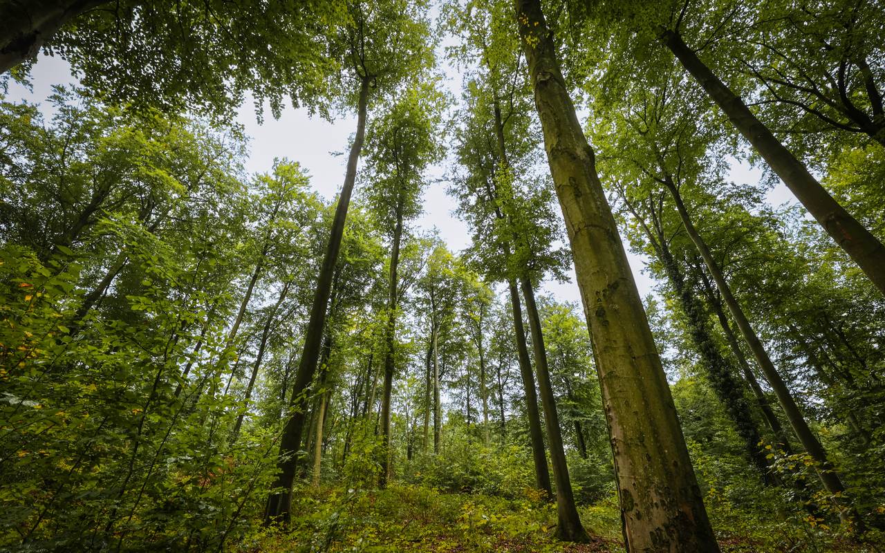 Der Düsseldorfer Stadtwald. Viele, grüne Bäume strecken sich in den Himmel