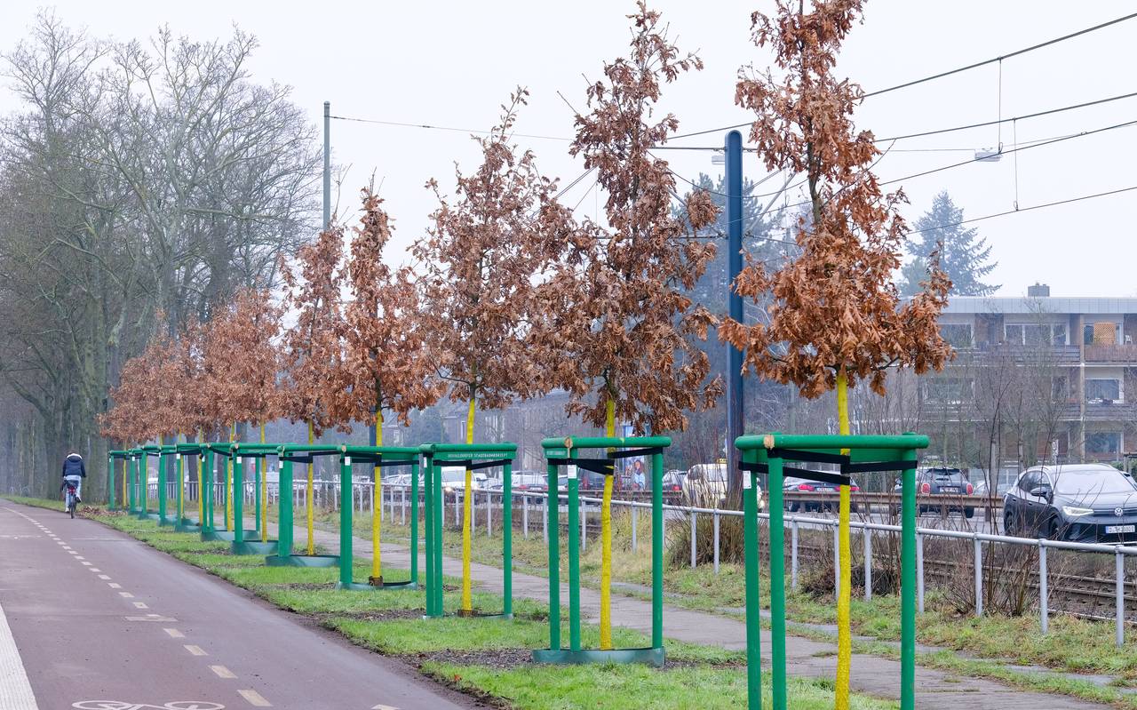 In einer Reihe stehen mehrere neu gepflanzte Stadtbäume schräg hintereinander. Davor ist ein Radweg zu sehen, dahinter Bahngleise und Autos.