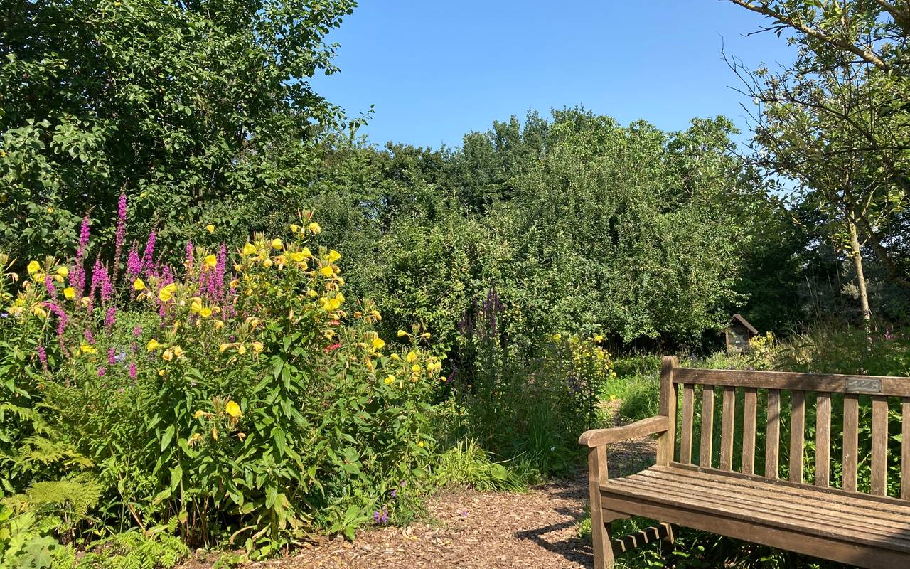 Blick auf einen Garten, im Vordergrund rechts steht eine Holzbank, links sind gelb und lila blühende Büsche.