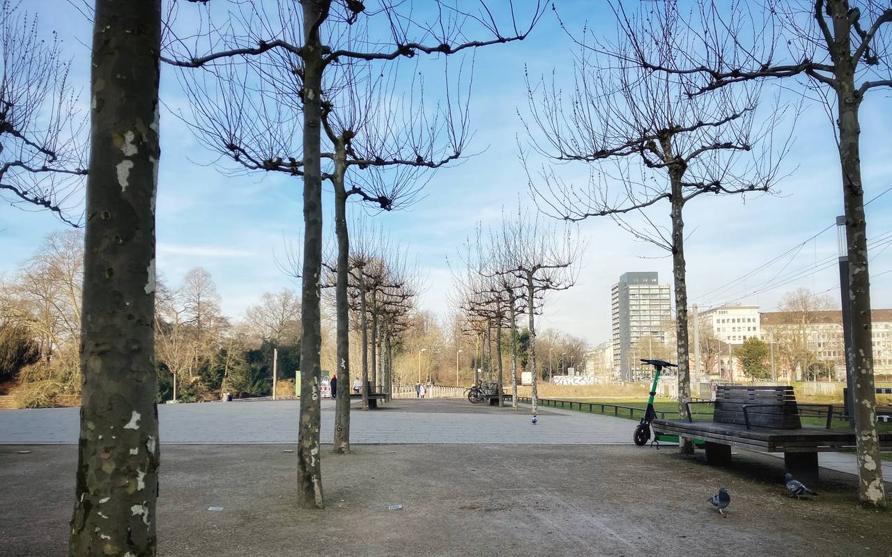 Fußweg am Hofgarten mit einer Reihe von Bäumen und einzelnen Bänken und Rollern. Im Hintergrund sind Häuser zu sehen.