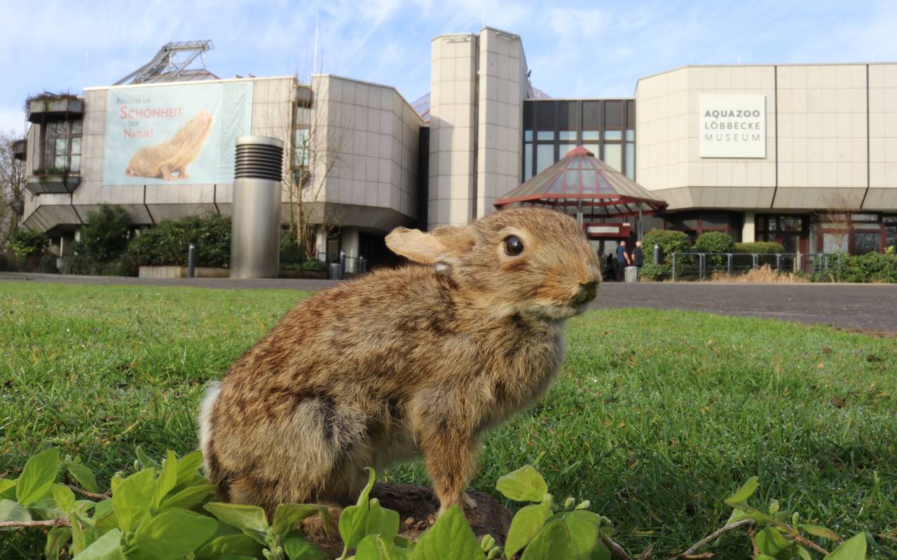 Ein Osterhase sitzt auf dem grünen Rasen vor dem Aquazoo in Düsseldorf.