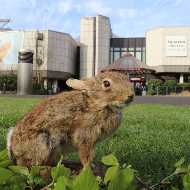 Ein Osterhase sitzt auf dem grünen Rasen vor dem Aquazoo in Düsseldorf.