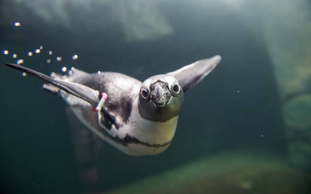 Im Aquazoo lebt eine Gruppe aus zwölf Brillenpinguinen.