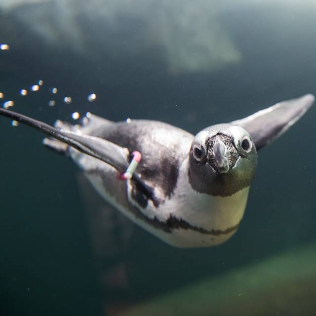 Im Aquazoo lebt eine Gruppe aus zwölf Brillenpinguinen.