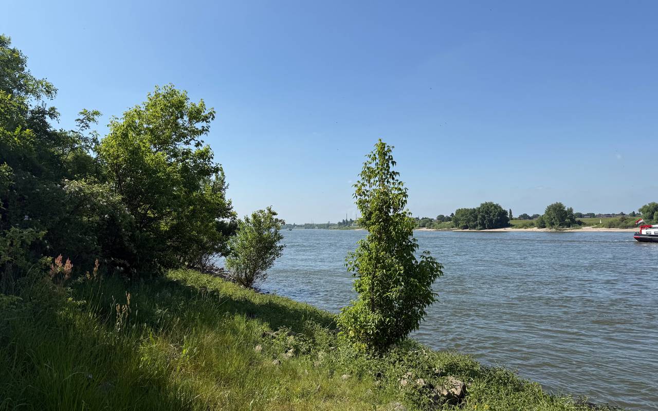 Frühsommer am Rhein in Himmelgeist