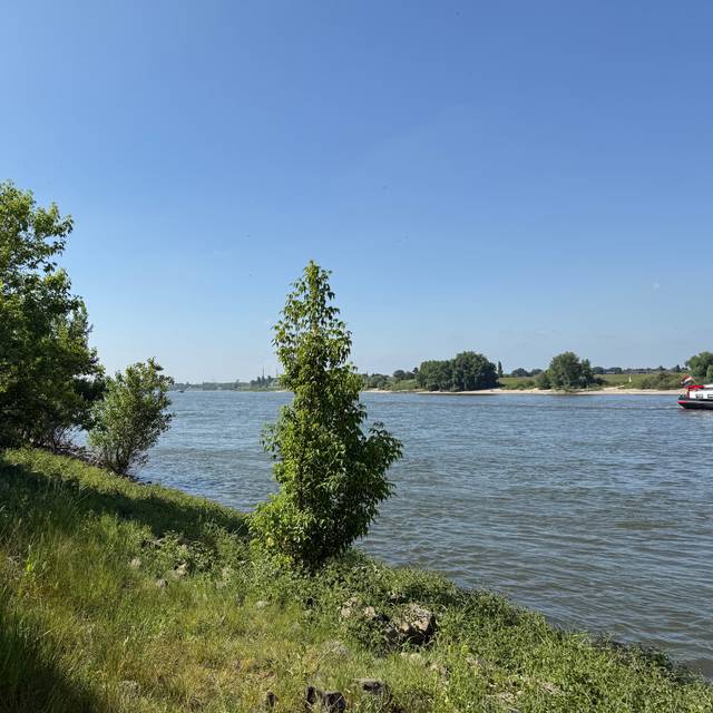 Frühsommer am Rhein in Himmelgeist